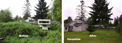 Carnation back yard before and after